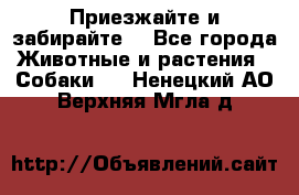 Приезжайте и забирайте. - Все города Животные и растения » Собаки   . Ненецкий АО,Верхняя Мгла д.